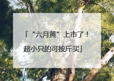 “六月黄”上市了！超小只的可按斤买