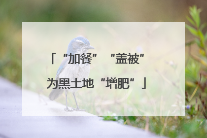 “加餐”“盖被” 为黑土地“增肥”