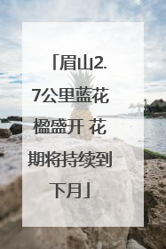 眉山2.7公里蓝花楹盛开 花期将持续到下月