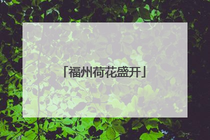 福州荷花盛开