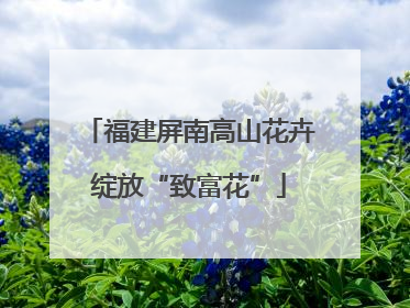 福建屏南高山花卉绽放“致富花”
