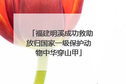 福建明溪成功救助放归国家一级保护动物中华穿山甲