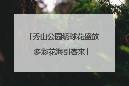 秀山公园绣球花盛放 多彩花海引客来