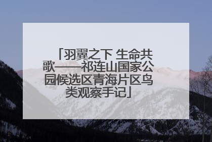 羽翼之下 生命共歌——祁连山国家公园候选区青海片区鸟类观察手记