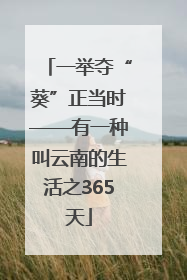 一举夺“葵”正当时——有一种叫云南的生活之365天