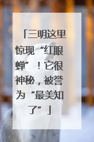 三明这里惊现“红眼蝉”！它很神秘，被誉为“最美知了”