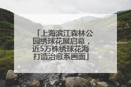 上海滨江森林公园绣球花展启幕，近5万株绣球花海打造治愈系画面