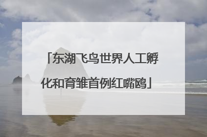 东湖飞鸟世界人工孵化和育雏首例红嘴鸥