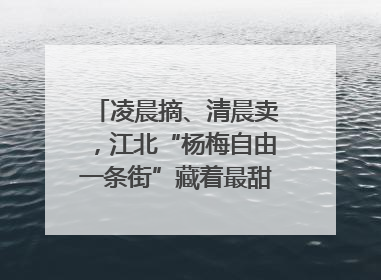 凌晨摘、清晨卖，江北“杨梅自由一条街”藏着最甜的烟火气