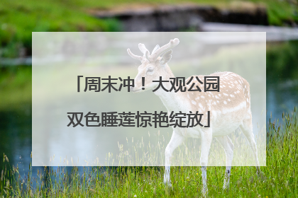 周末冲！大观公园双色睡莲惊艳绽放