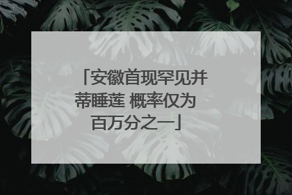 安徽首现罕见并蒂睡莲 概率仅为百万分之一