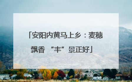 安阳内黄马上乡：麦穗飘香 “丰”景正好
