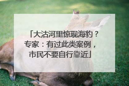 大沽河里惊现海豹？专家：有过此类案例，市民不要自行靠近