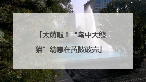 太萌啦！“鸟中大熊猫”幼崽在黄陂破壳