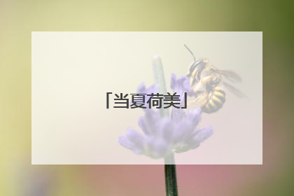 当夏荷美