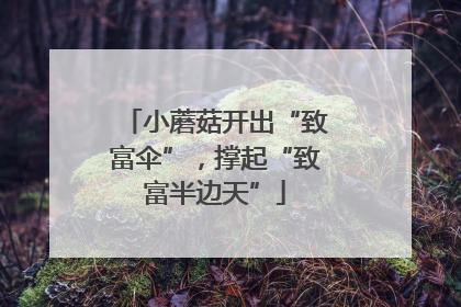 小蘑菇开出“致富伞”，撑起“致富半边天”