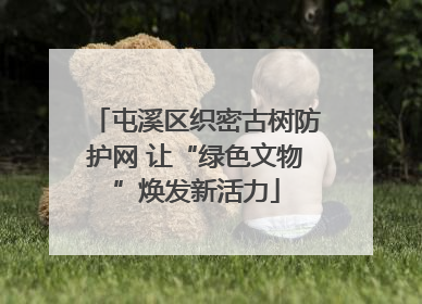 屯溪区织密古树防护网 让“绿色文物”焕发新活力