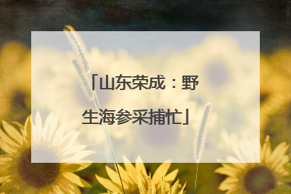 山东荣成：野生海参采捕忙