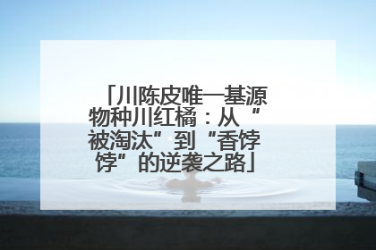 川陈皮唯一基源物种川红橘：从“被淘汰”到“香饽饽”的逆袭之路