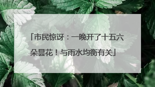 市民惊讶：一晚开了十五六朵昙花！与雨水均衡有关