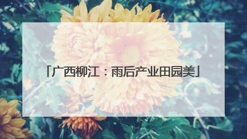 广西柳江：雨后产业田园美