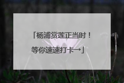 杨浦赏莲正当时！等你速速打卡→