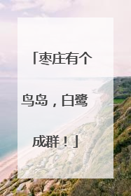 枣庄有个鸟岛，白鹭成群！