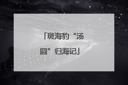 斑海豹“汤圆”归海记