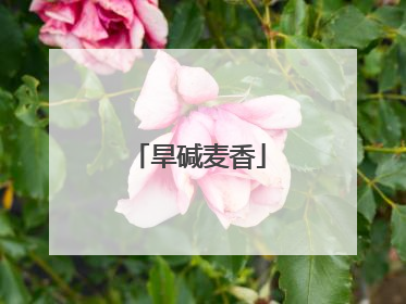 旱碱麦香