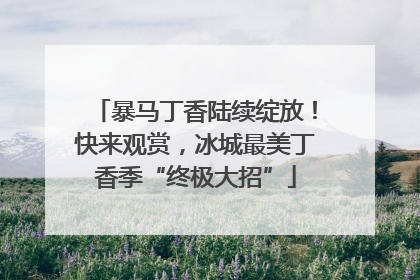 暴马丁香陆续绽放！快来观赏，冰城最美丁香季“终极大招”
