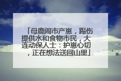 母鹿闹市产崽，踢伤提供水和食物市民，大连动保人士：护崽心切，正在想法送回山里