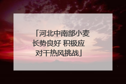 河北中南部小麦长势良好 积极应对干热风挑战
