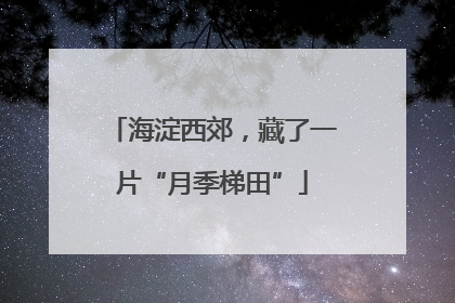 海淀西郊，藏了一片“月季梯田”