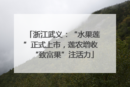 浙江武义：“水果莲”正式上市，莲农增收“致富果”注活力
