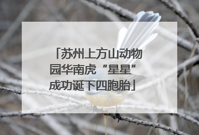 苏州上方山动物园华南虎“星星”成功诞下四胞胎