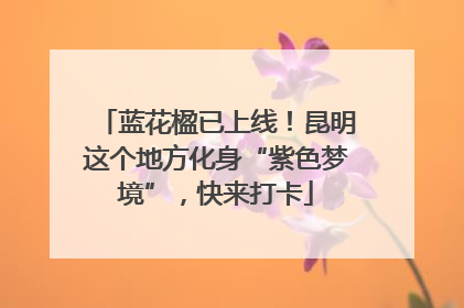蓝花楹已上线！昆明这个地方化身“紫色梦境”，快来打卡