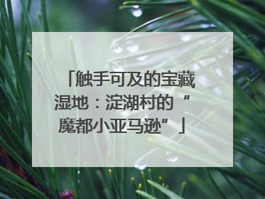 触手可及的宝藏湿地：淀湖村的“魔都小亚马逊”