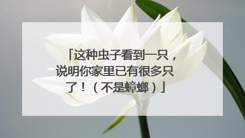 这种虫子看到一只，说明你家里已有很多只了！（不是蟑螂）