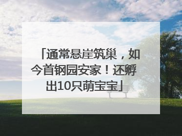 通常悬崖筑巢，如今首钢园安家！还孵出10只萌宝宝