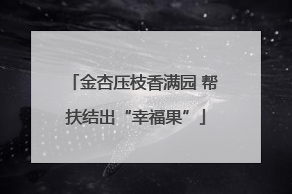 金杏压枝香满园 帮扶结出“幸福果”