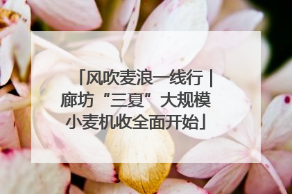 风吹麦浪一线行｜廊坊“三夏”大规模小麦机收全面开始