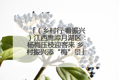 （乡村行·看振兴）江西鹰潭月湖区：杨梅压枝迎客来 乡村振兴添“梅”景