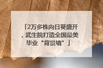2万多株向日葵盛开，武生院打造全国最美毕业“背景墙”