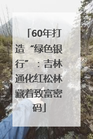 60年打造“绿色银行”：吉林通化红松林藏着致富密码